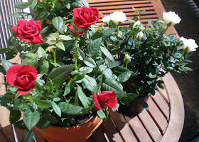 miniature mother's day roses red and white