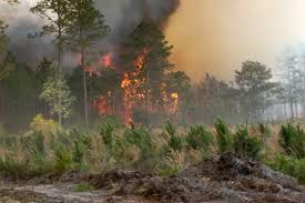 Forest fires in uttarakhand 2020