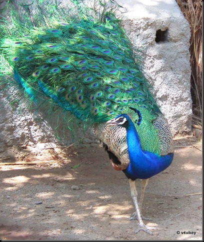 DSCF0721