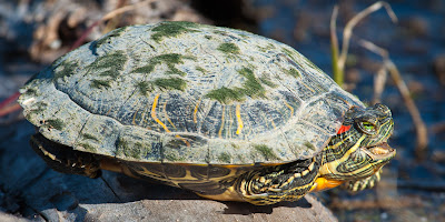 Red-eared Slider, Village Creek Drying Beds