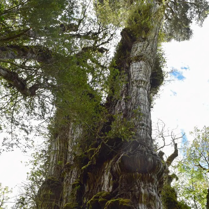 Top 10 Oldest living Trees In The World