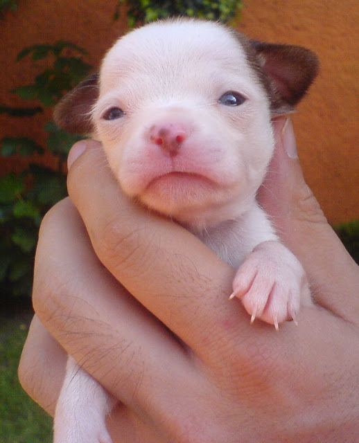 Chihuahua puppy,puppy photo, small puppy