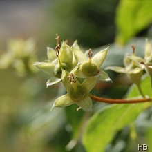 Jasmin © H. Brune