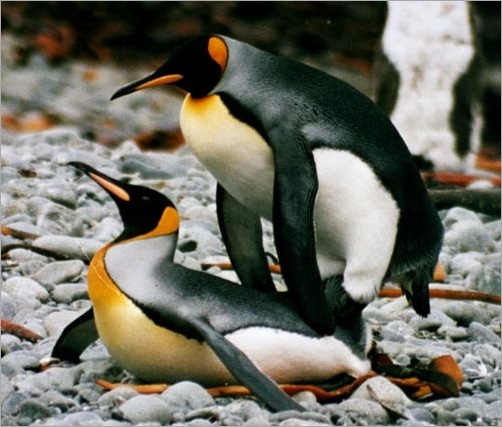 Animal Typed Love