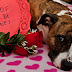 The Best Romantic Proposal Ideas