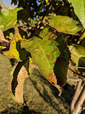 Blister Mites on Fall Apple Leaf