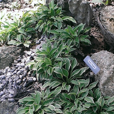 Hush Puppie hostas in rock garden