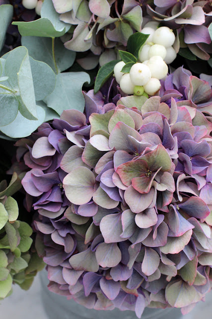 Hydrangea Autumn Colours