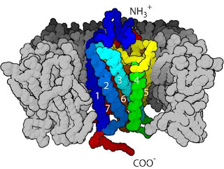 The seven-transmembrane α-helix structure of a G-protein-coupled receptor. (Credit: By Bensaccount at en.wikipedia [Public domain], from Wikimedia Commons)