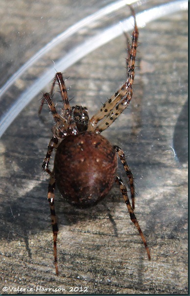 spider-2