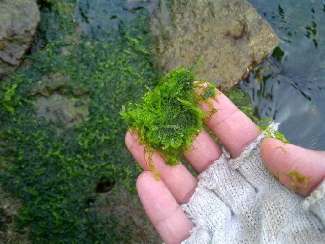 Cara Agar Lumut tidak Tumbuh di Kolam
