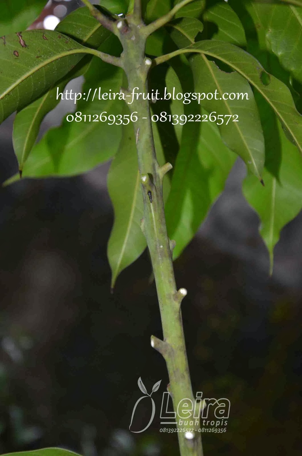 Mangga Kombinasi Satu Tanaman Beragam Varietas Leira Buah Tropis