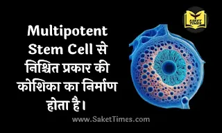 Multipotent Stem Cell