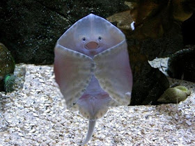 funny animal pictures, cute baby stingray