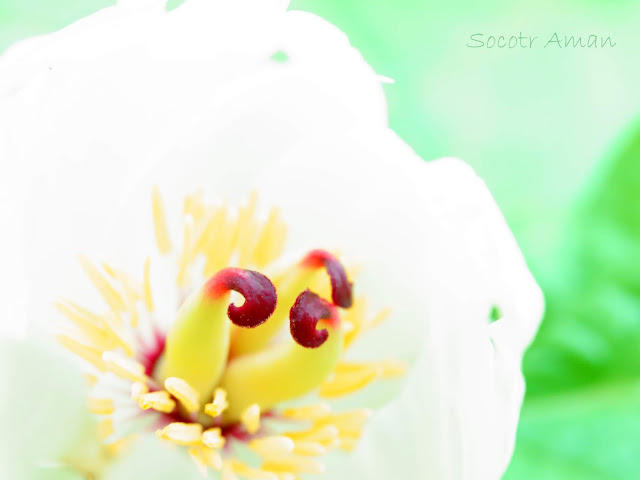 Paeonia japonica