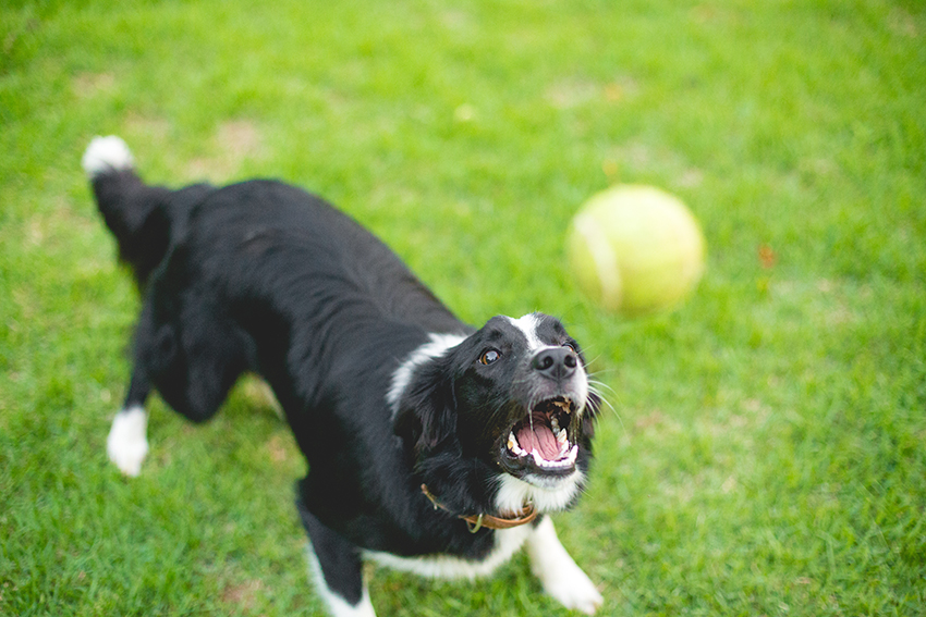 Border collie Nina