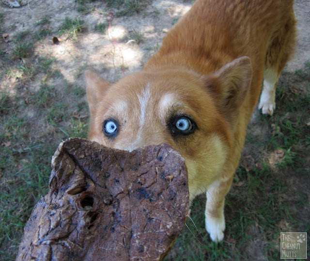 Jake sniffing the beef lung treat