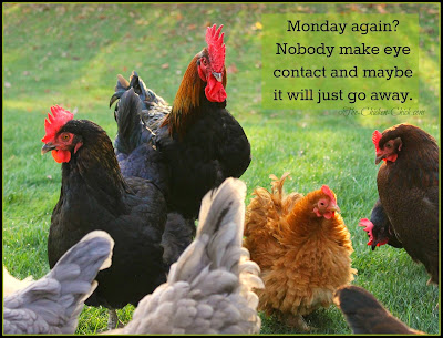 Bildergebnis für Happy Monday with chickens