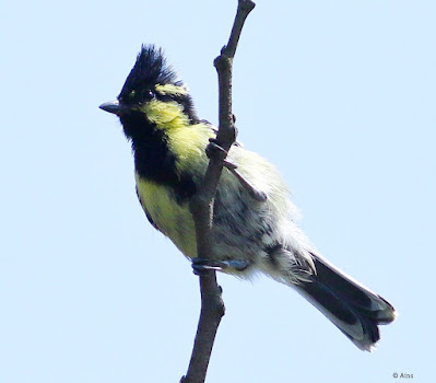 "Indian Yellow Tit - Machlolophus aplonotus, perched on a branch."