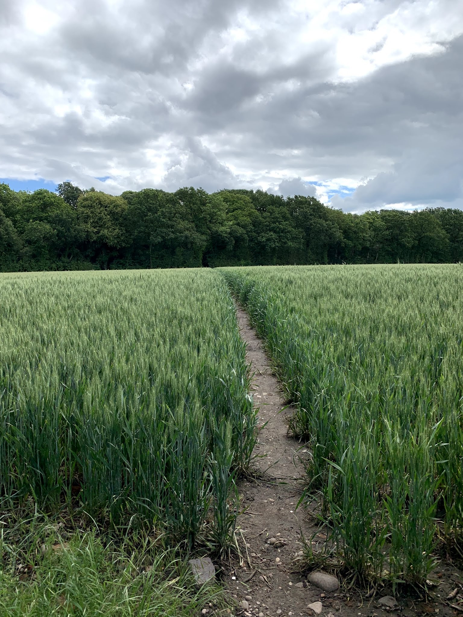 green field with path
