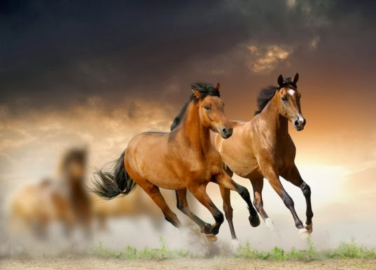 Super Beautiful Horse HD Wallpaper Free