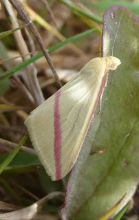 Vestal moth