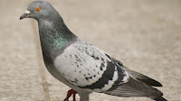 Pigeon bird pictures_Columbidae Colombiformes