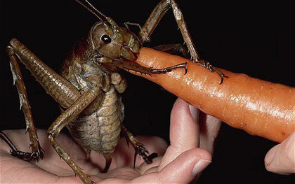 os maiores insetos do mundo