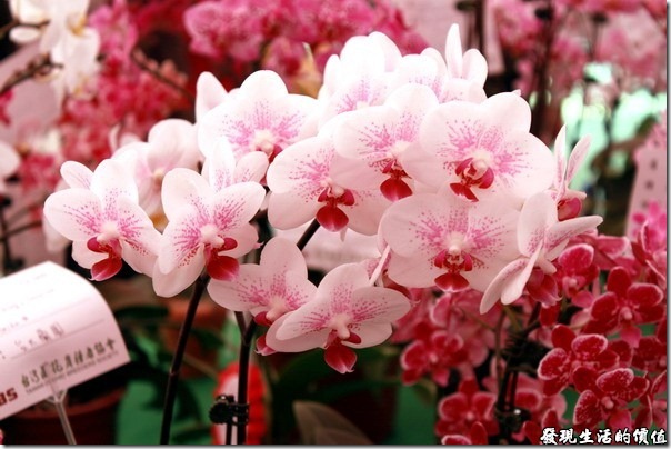 2012台南蘭花展17