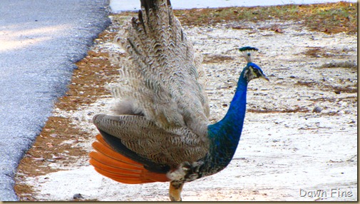 PEACOCK_003