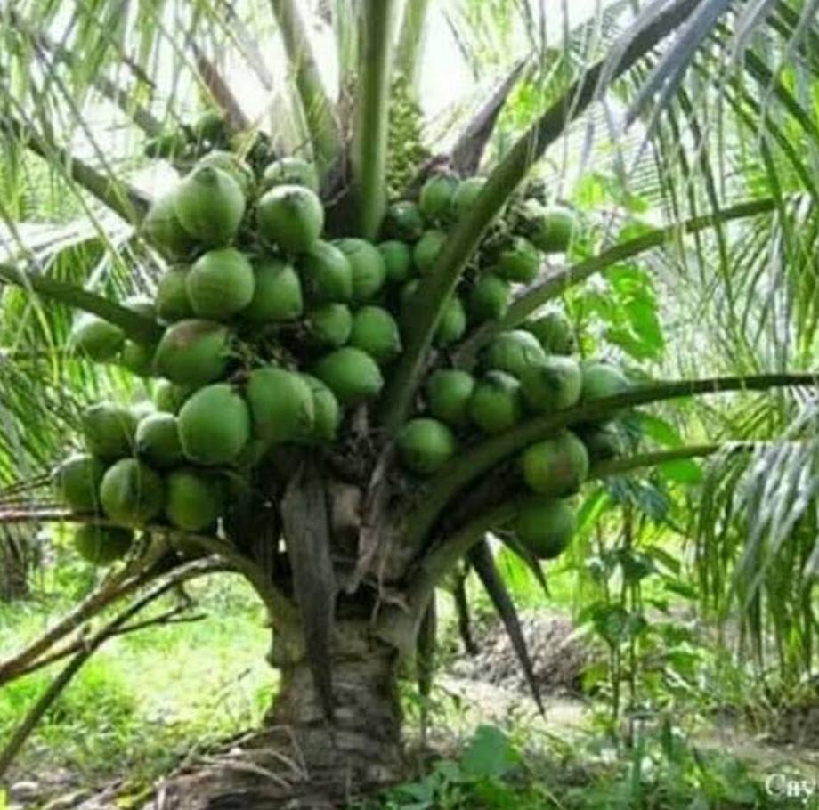 bibit kelapa entog genjah bisa ditanam dalam Banjarmasin