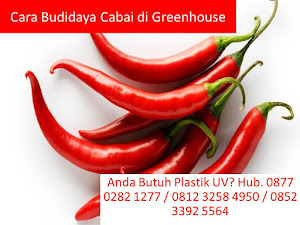 Cara Budidaya Cabai di Greenhouse