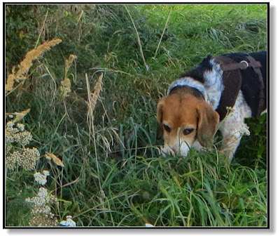 Beagle nimmt Spur auf