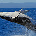 Things to know about humpback whale .