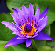 lotus with purple flower. lotus with purple flowers (lotus flower)