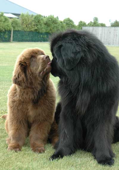 Newfoundland Dog