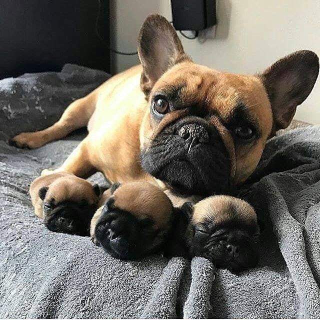 French Bulldog