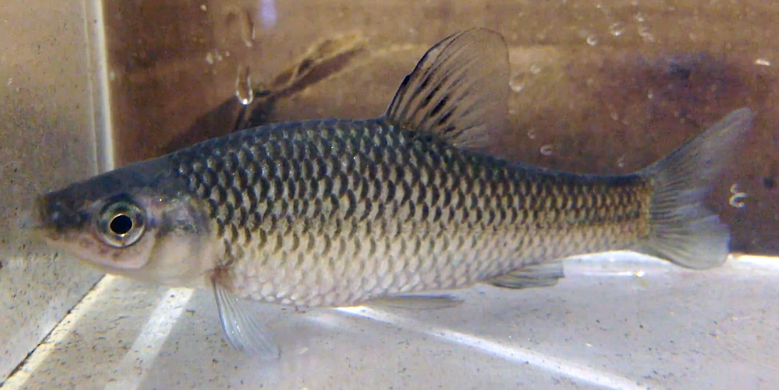 Aquarium Movies Japan Archive 生きている魚図鑑 モツゴ Stone Moroko Moroko Pseudorasbora Parva Aquarium Movies Japan Archive 生きている魚図鑑 モツゴ Stone Moroko Moroko Pseudorasbora Parva