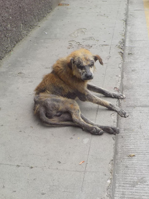 sad sick dying dog on sidewalk in Guatemala