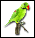 papagaio