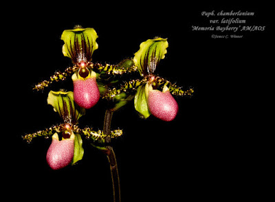 Grow and care Paphiopedilum chamberlainianum orchid - Chamberlain's Paphiopedilum