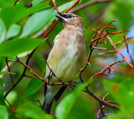 13. juv waxwing-kab