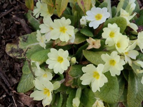 Primroses, Primula vulgaris