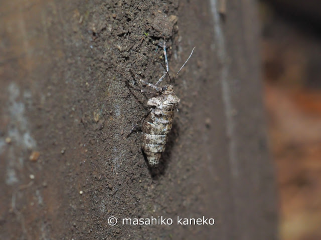 クロスジフユエダシャク♀