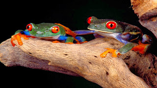 Pasangan katak berwarna