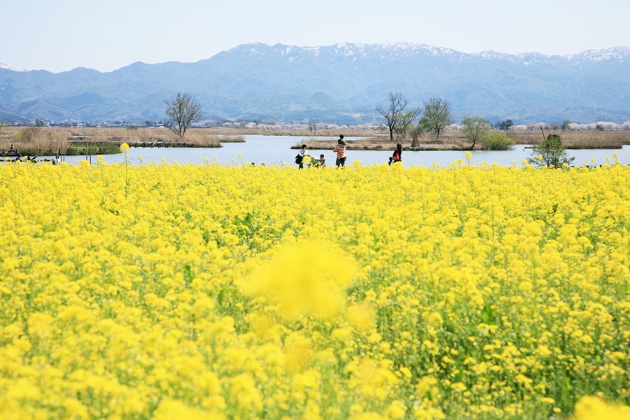 พื้นที่ฟุคุชิมางาตะ (Fukushimagata Lagoon: 福島潟)