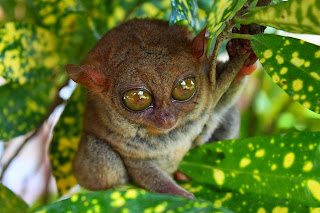 Tarsier Wallpaper