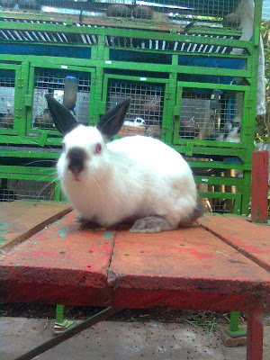 kelinci himalayan riponti rabbit