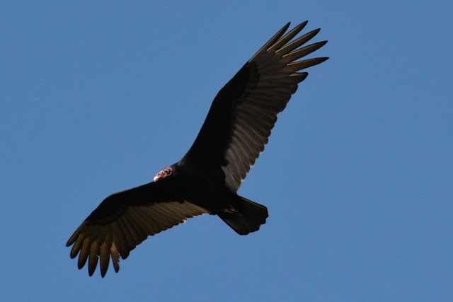 Everglades Rivers eagle