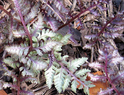 Annieinaustin, Japanese painted fern